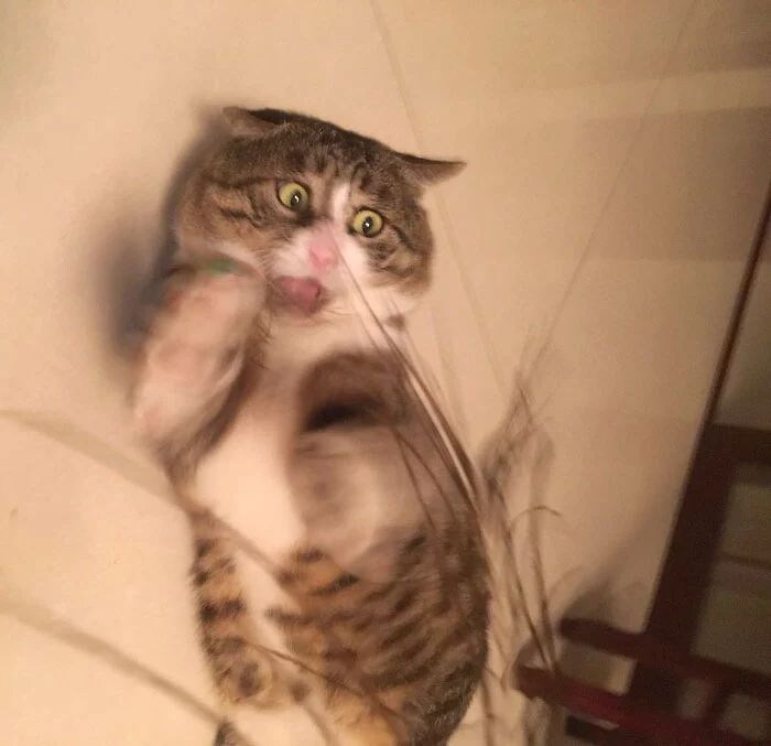 다이나믹한 표정의 고양이.jpg_6.jpg
