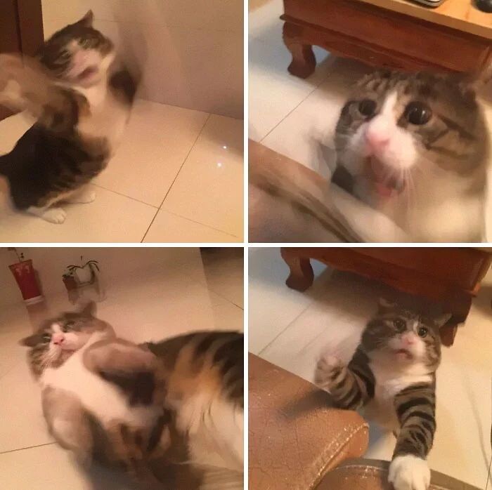 다이나믹한 표정의 고양이.jpg_7.jpg