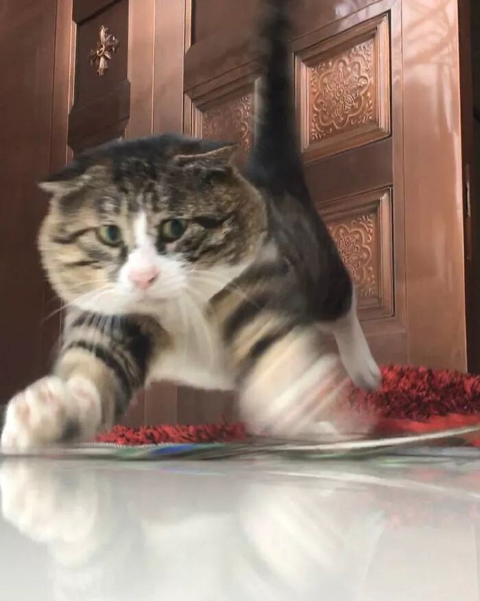 다이나믹한 표정의 고양이.jpg_11.jpg