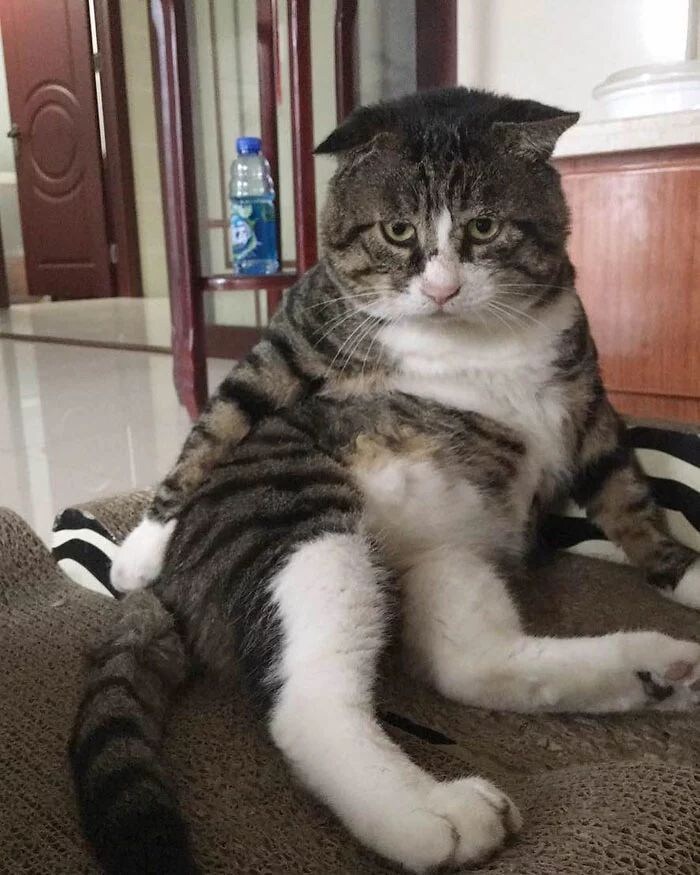 다이나믹한 표정의 고양이.jpg_13.jpg
