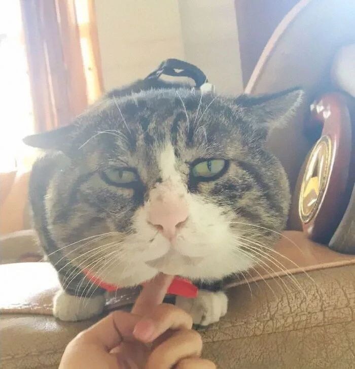 다이나믹한 표정의 고양이.jpg_14.jpg
