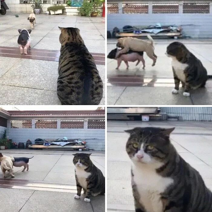 다이나믹한 표정의 고양이.jpg_15.jpg