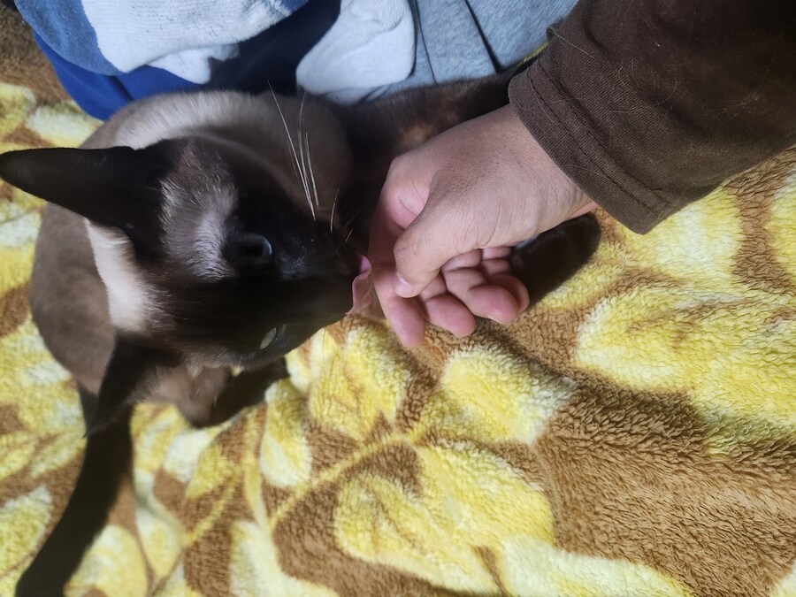 나도 우리집 고양이 개인기 개발해서 유튜브 부업에 도전을..._1.jpg