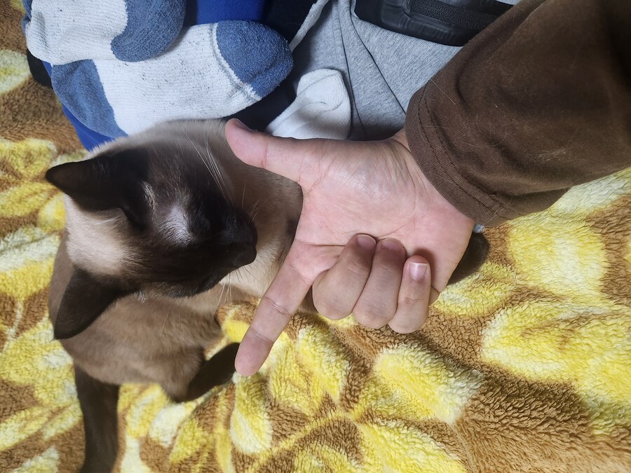 나도 우리집 고양이 개인기 개발해서 유튜브 부업에 도전을..._2.jpg