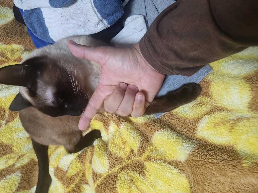나도 우리집 고양이 개인기 개발해서 유튜브 부업에 도전을..._3.jpg