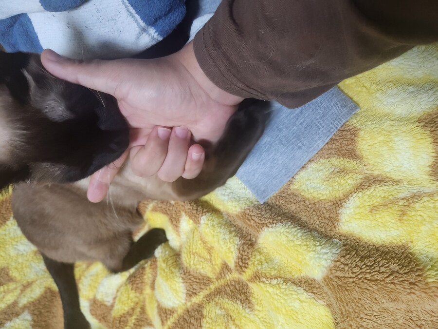 나도 우리집 고양이 개인기 개발해서 유튜브 부업에 도전을..._4.jpg