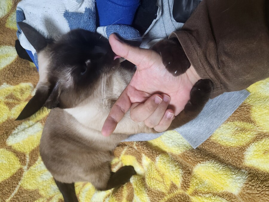 나도 우리집 고양이 개인기 개발해서 유튜브 부업에 도전을..._5.jpg