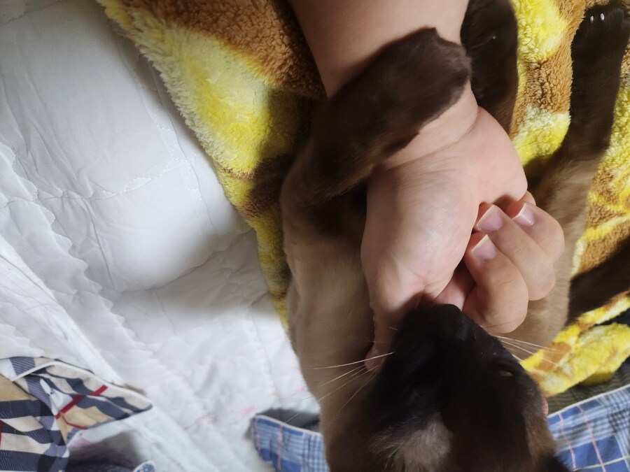 나도 우리집 고양이 개인기 개발해서 유튜브 부업에 도전을..._10.jpg