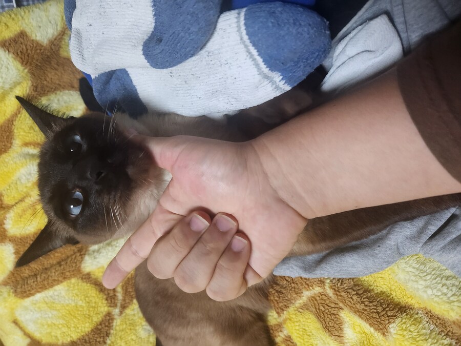 나도 우리집 고양이 개인기 개발해서 유튜브 부업에 도전을..._8.jpg