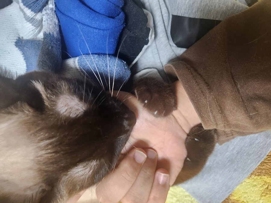 나도 우리집 고양이 개인기 개발해서 유튜브 부업에 도전을..._7.jpg