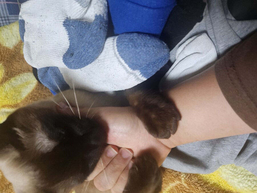 나도 우리집 고양이 개인기 개발해서 유튜브 부업에 도전을..._9.jpg