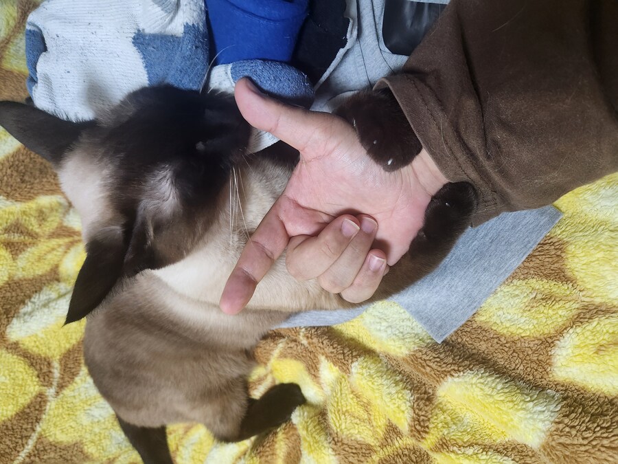 나도 우리집 고양이 개인기 개발해서 유튜브 부업에 도전을..._6.jpg