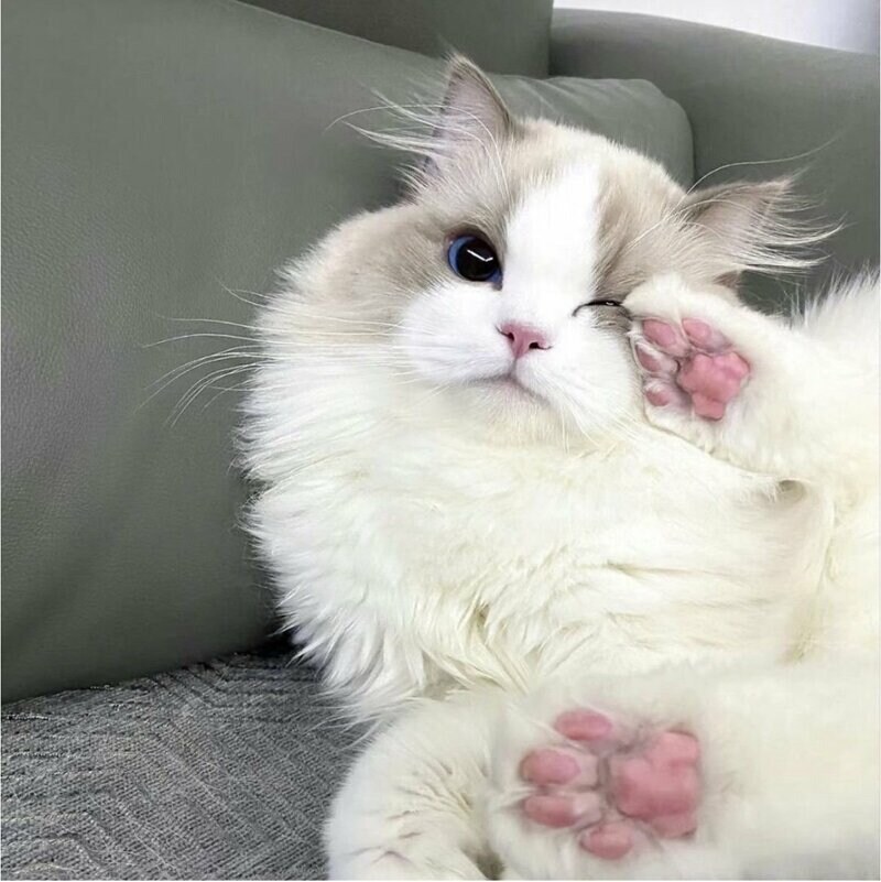 고양이 미모 레전드_6.jpg