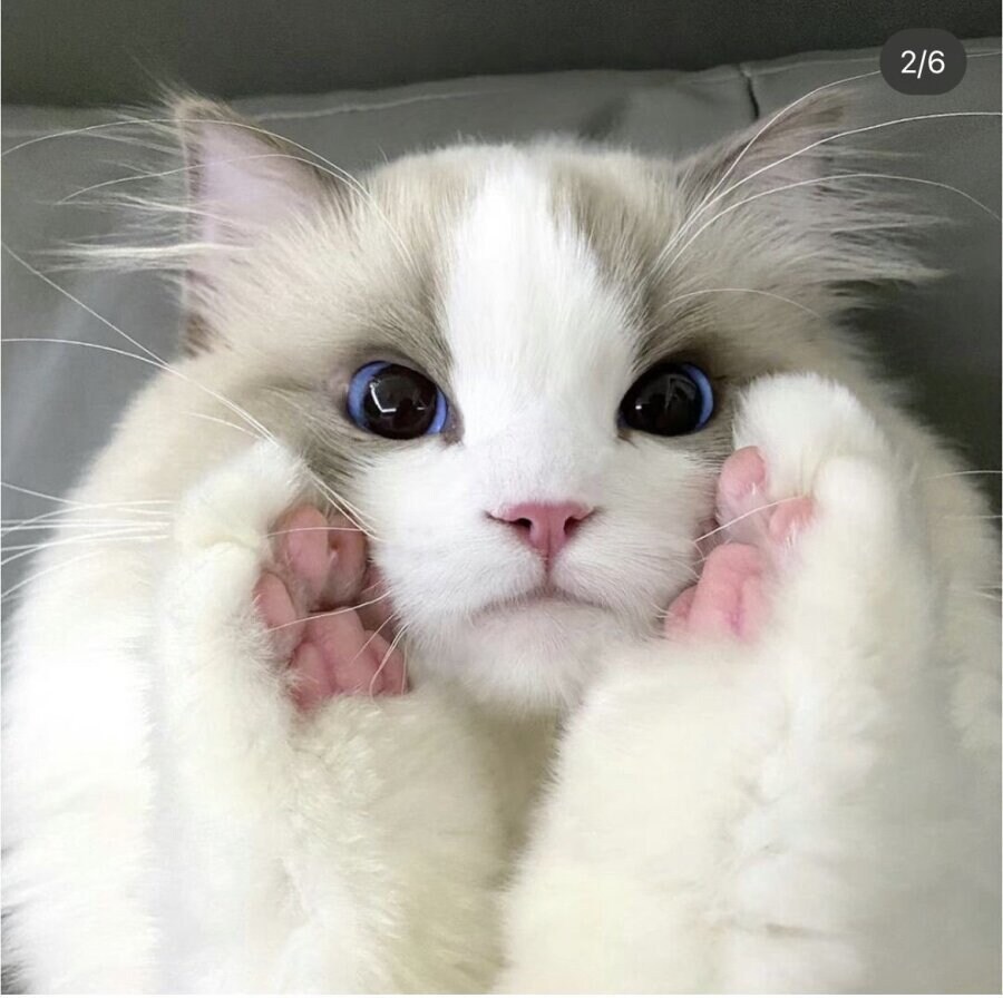 고양이 미모 레전드_7.jpg