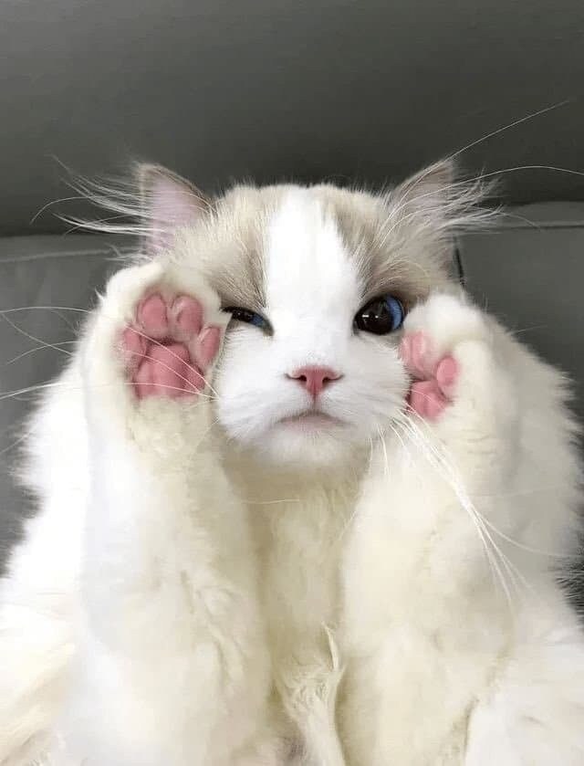 고양이 미모 레전드_8.jpg