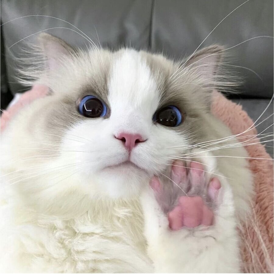 고양이 미모 레전드_9.jpg