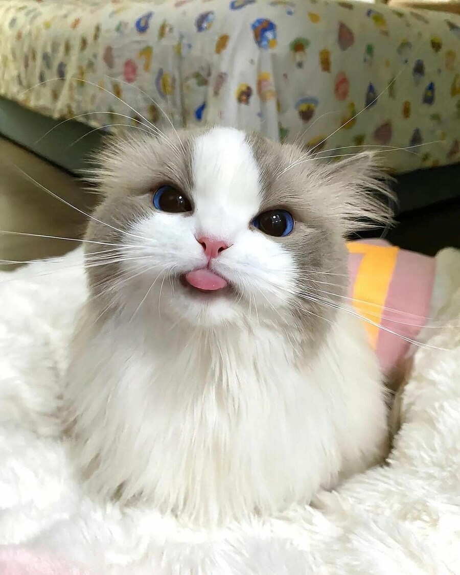 고양이 미모 레전드_1.jpg