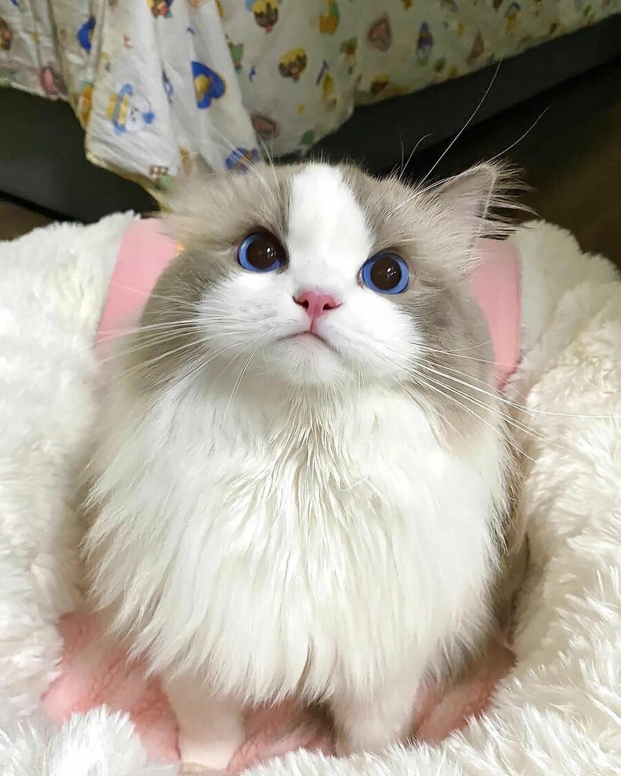 고양이 미모 레전드_2.jpg