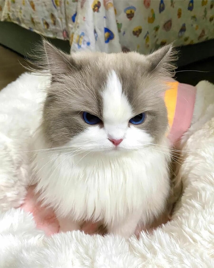 고양이 미모 레전드_3.jpg