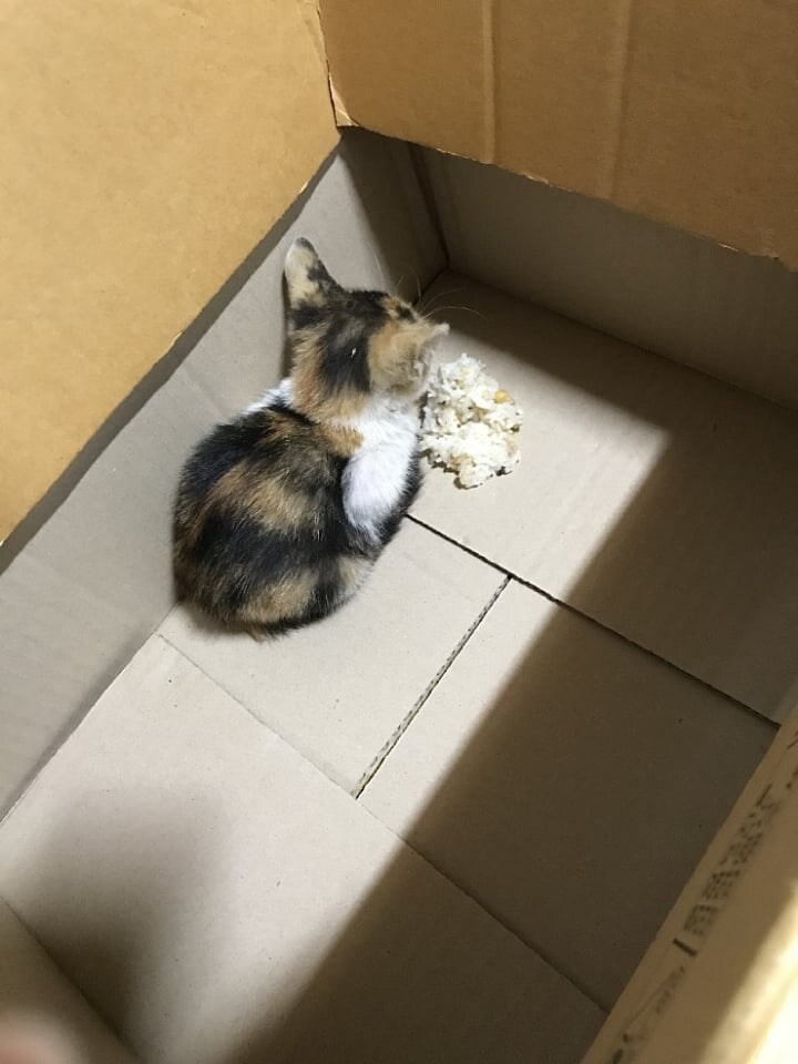 고양이 데려왔는데 밥을 안먹습니다..._3.jpg