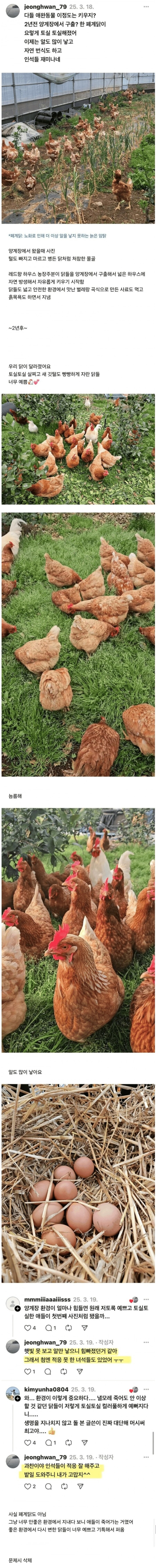 양계장에서 구출한 폐닭을 2년동안 방치한 결과_1.jpg
