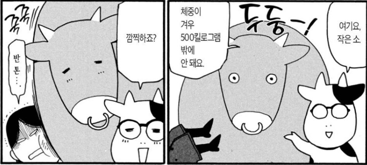 백성귀족) 소를 애완용으로 키우기 힘든 이유_4.png