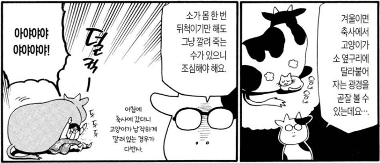 백성귀족) 소를 애완용으로 키우기 힘든 이유_9.png