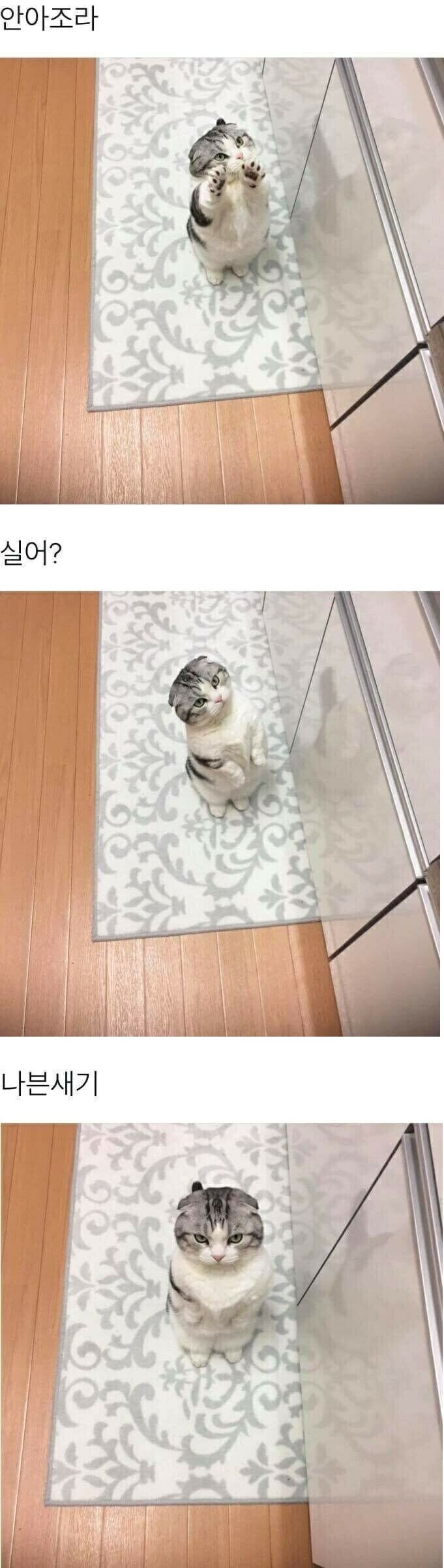 집사야 안아조라_1.jpg