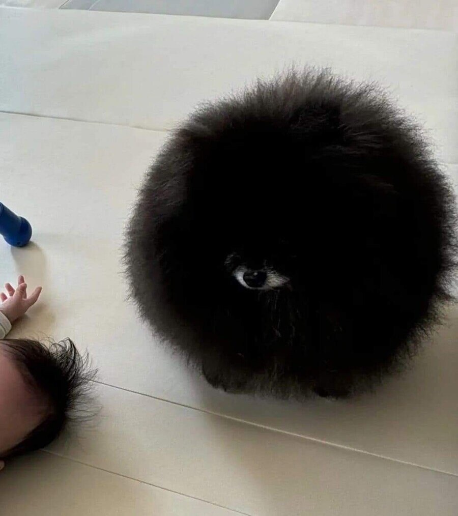 잠든 아기 옆에 자리잡은 반려동물.jpg_1.jpg