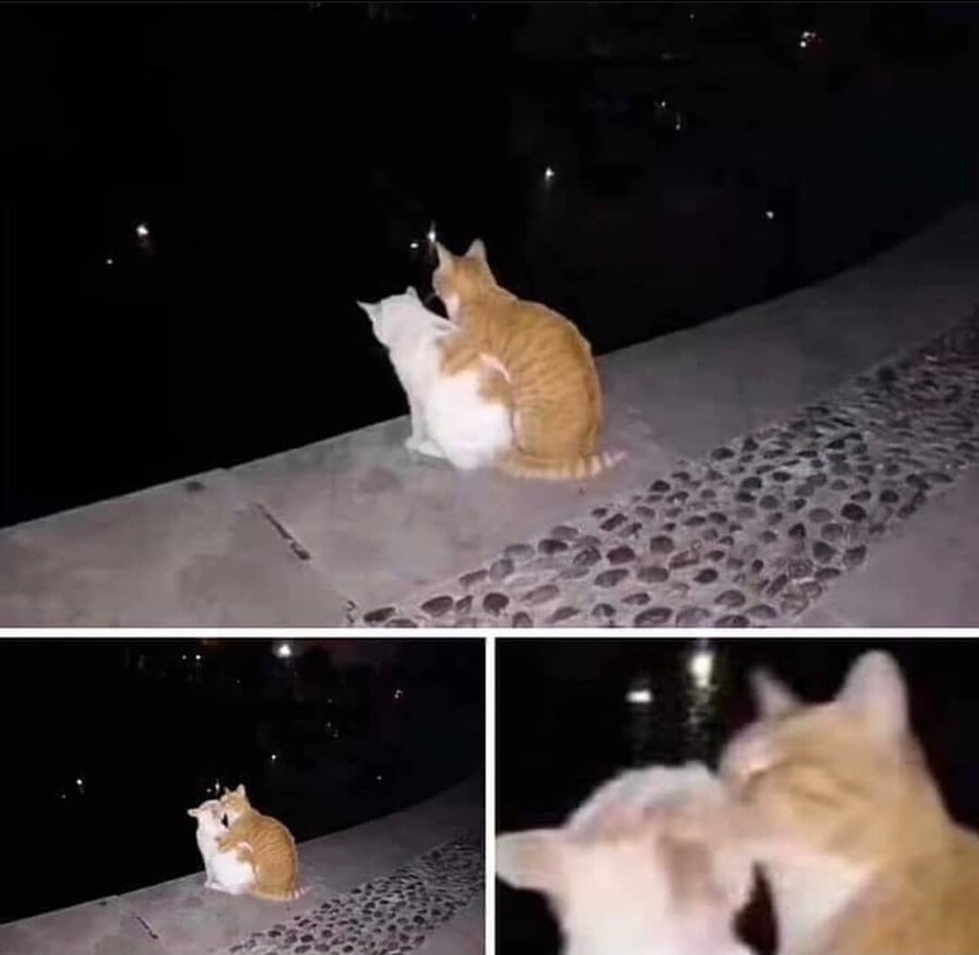 낭만 고양이_1.jpg