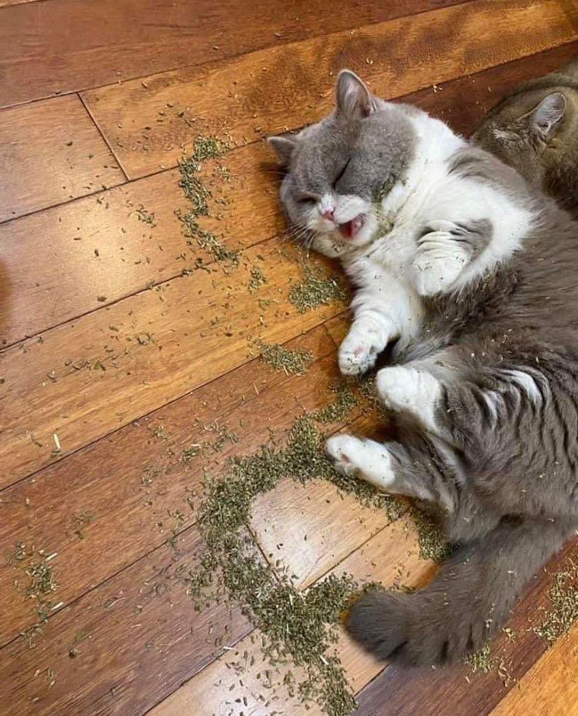 약한 고양이_1.webp