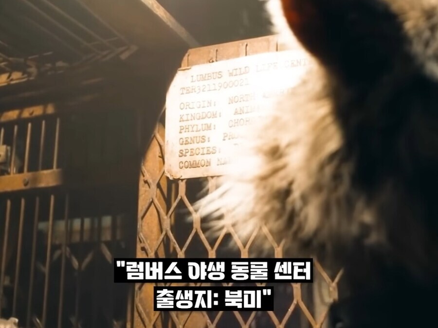[MCU] 내이름은 로켓_2.jpg
