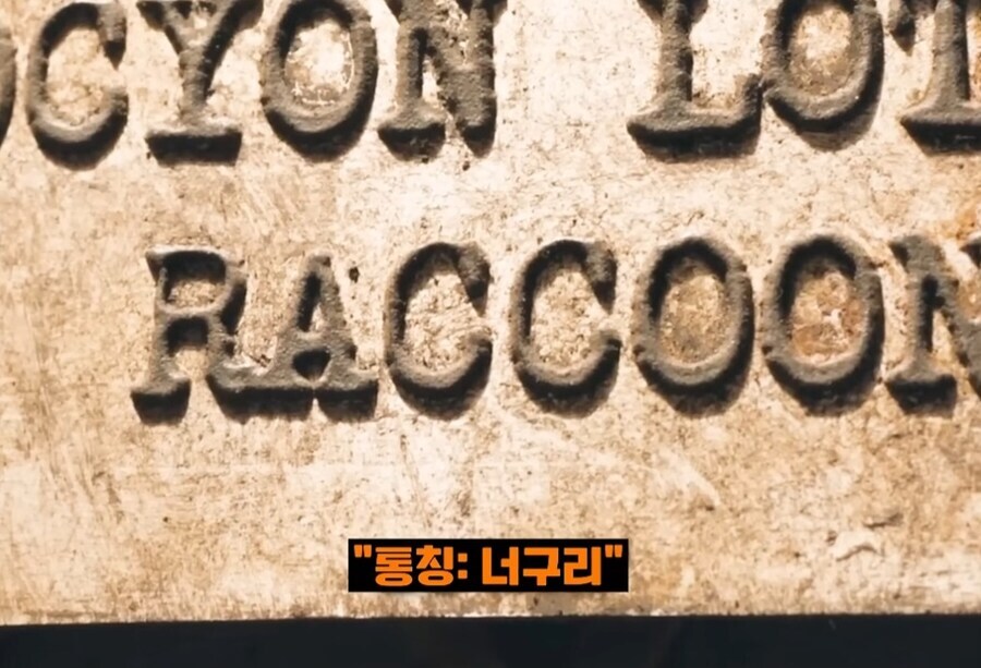 [MCU] 내이름은 로켓_3.jpg