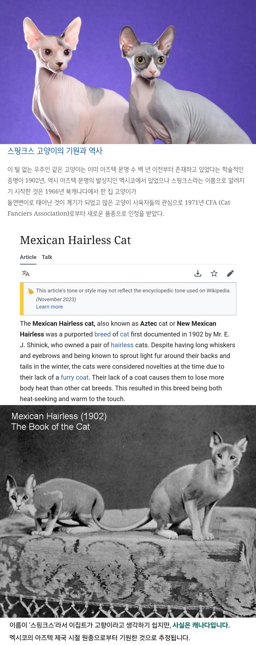 스핑크스 고양이의 기원은 아즈텍제국.jpg_1.jpg