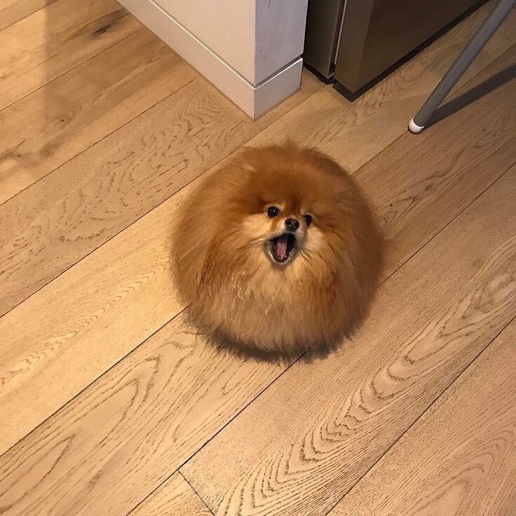 포메사진 특.jpg_3.jpg