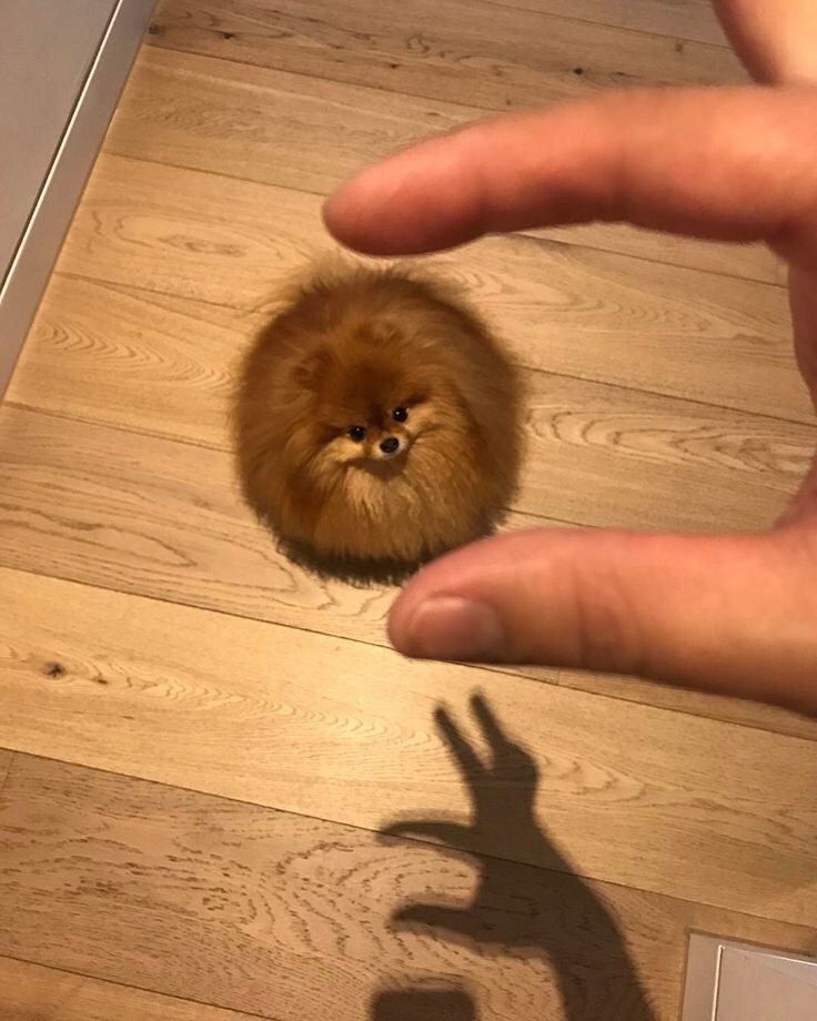포메사진 특.jpg_4.jpg