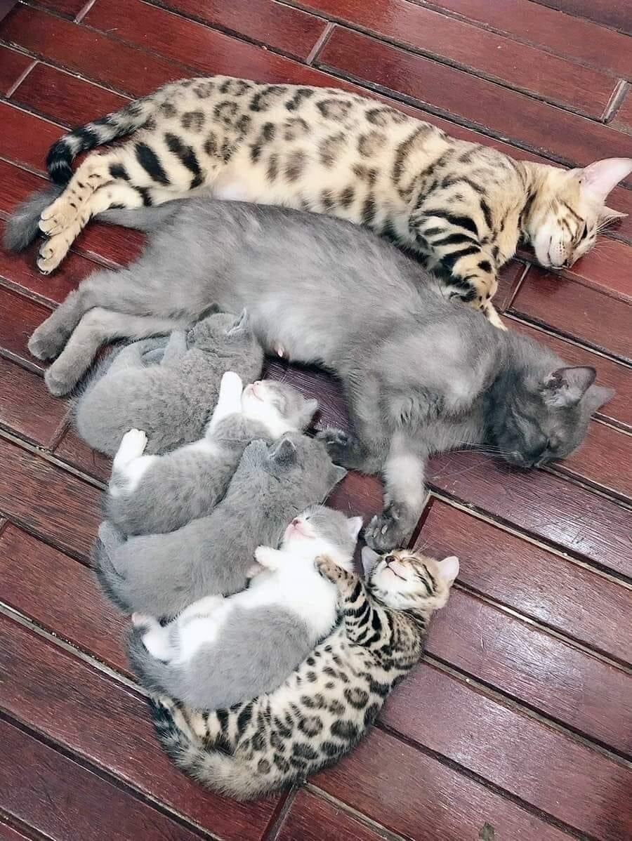 낮잠자는 고양이 가족_1.jpg