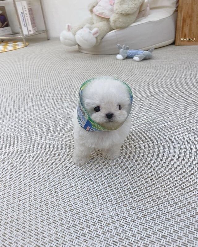 귀여운 삼다수_3.jpg