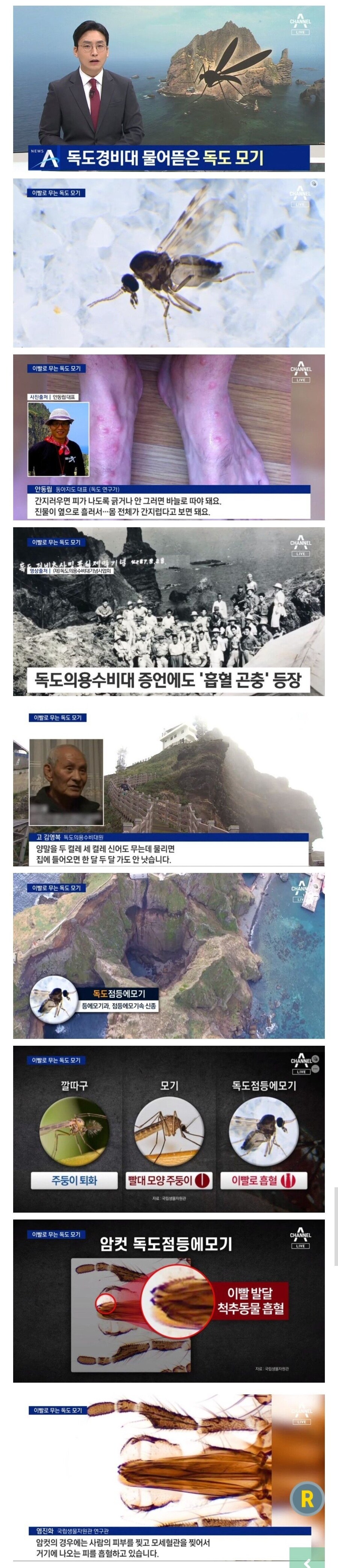 독도에 사는 모세혈관 찢어서 피 빨아먹는 모기_1.jpg