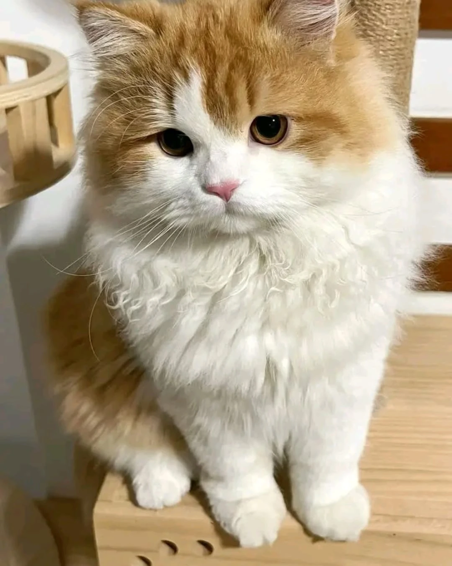 순둥하게 생긴 냐옹이..._1.webp