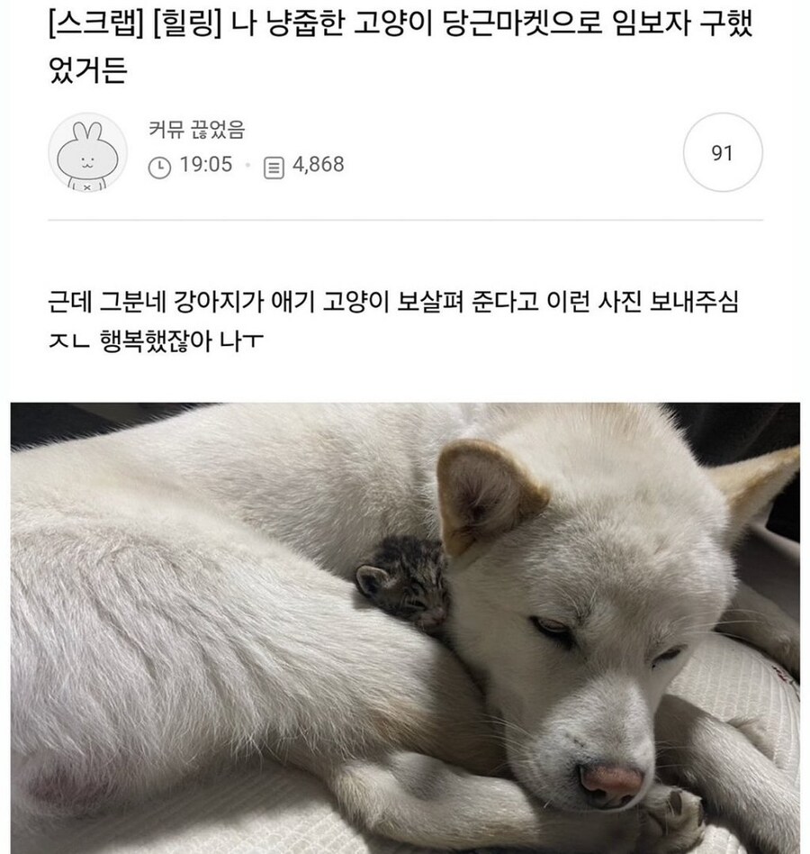 냥줍한 고양이 당근마켓으로 임보보냄_1.jpg