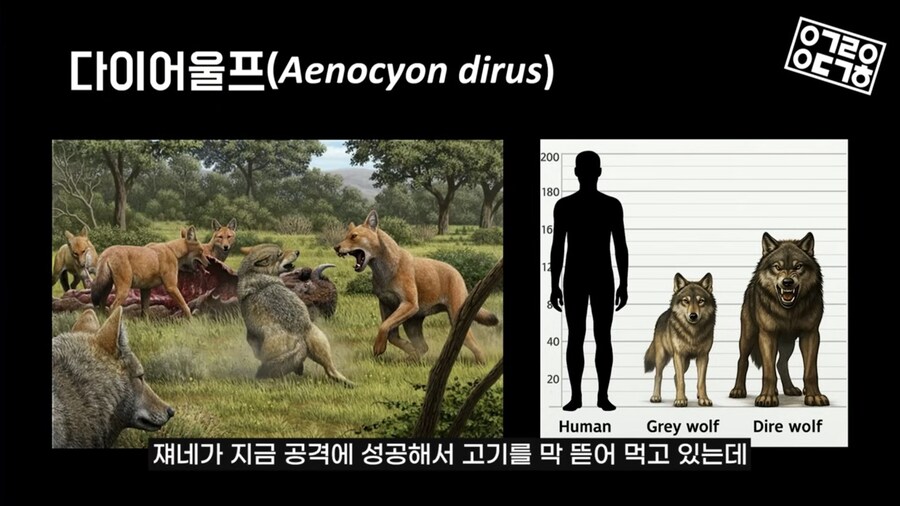 다이어울프 의외로 잘 안알려진 사실_12.jpg