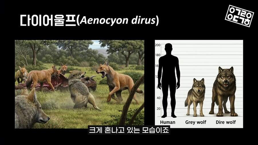다이어울프 의외로 잘 안알려진 사실_14.jpg