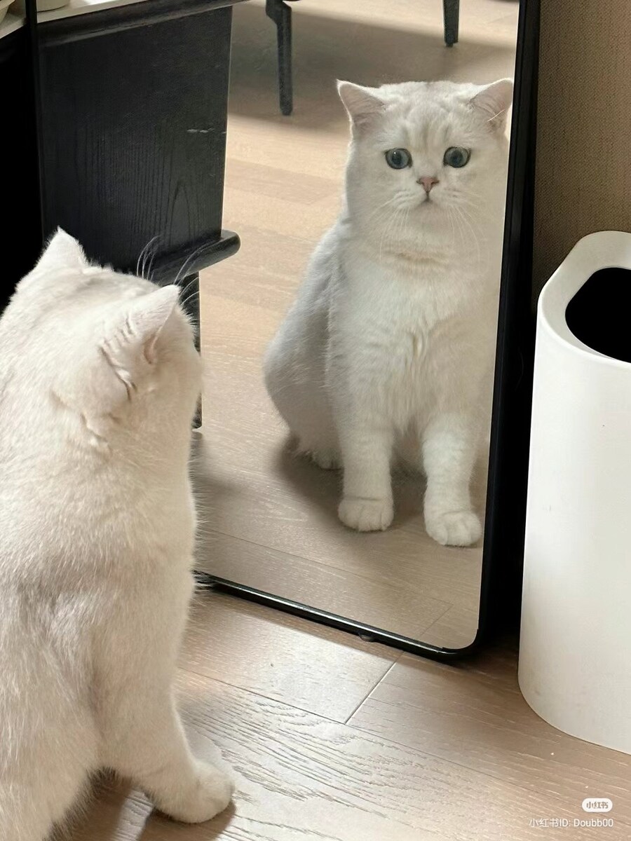 고양이: 아니, 이게 나라고?_1.jpg