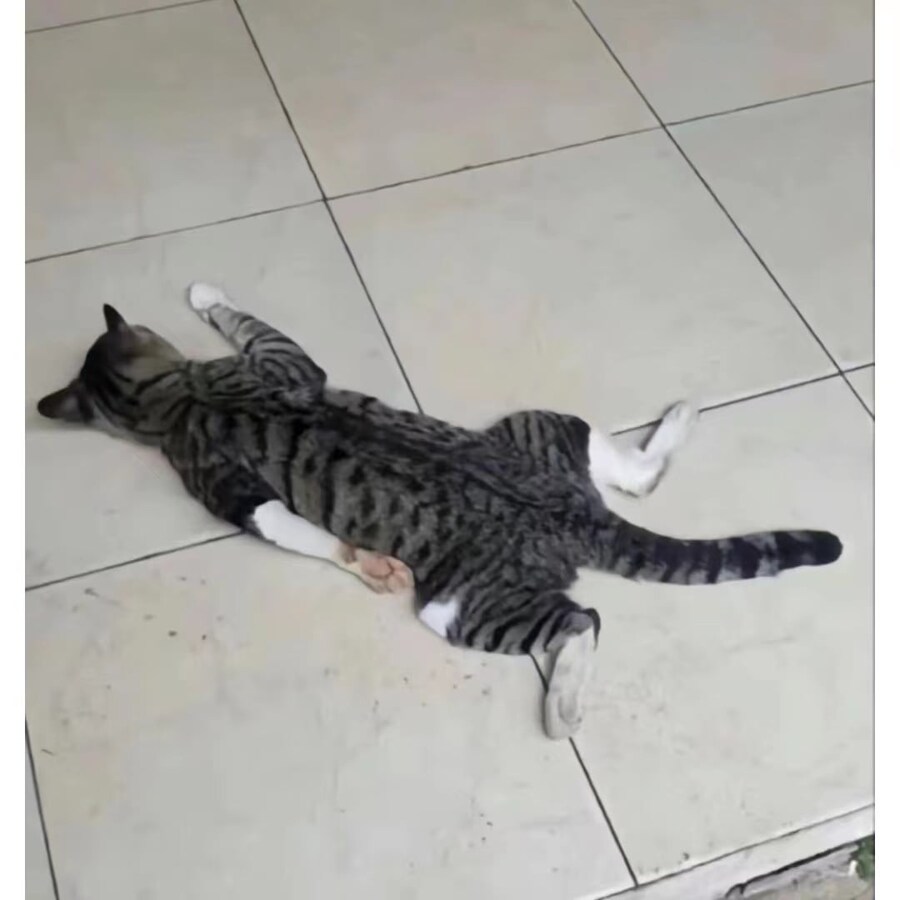 그냥 가기 전에 커엽운 냥이 짤 이나 ..._1.jpg