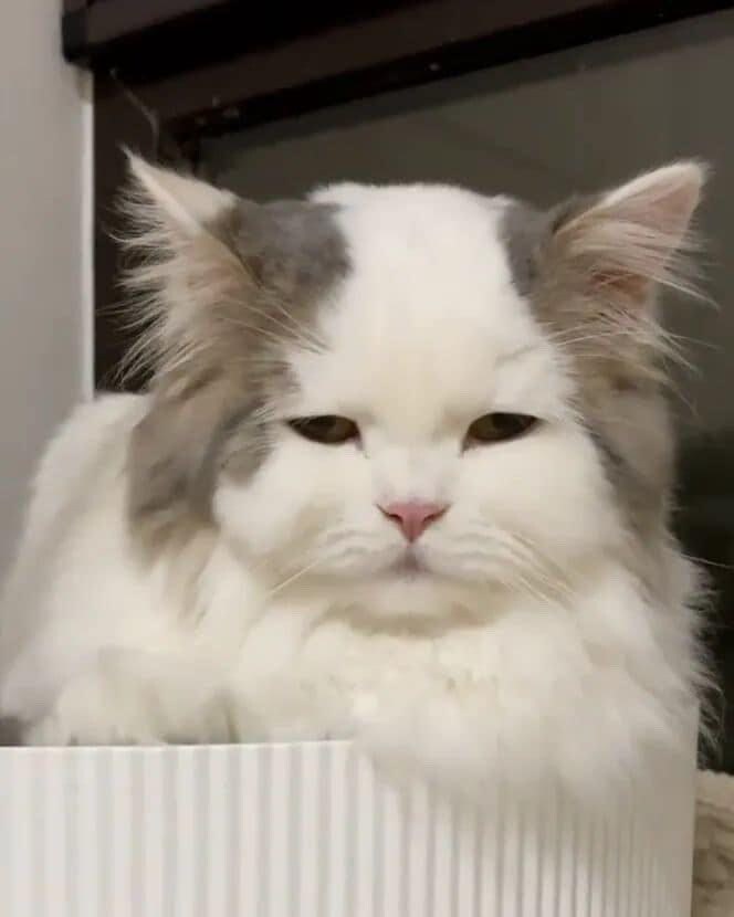 그냥 가기 전에 커엽운 냥이 짤 이나 ..._2.jpg