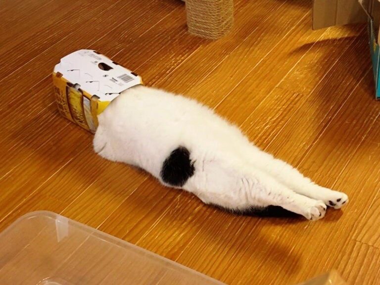 그냥 가기 전에 커엽운 냥이 짤 이나 ..._4.jpg