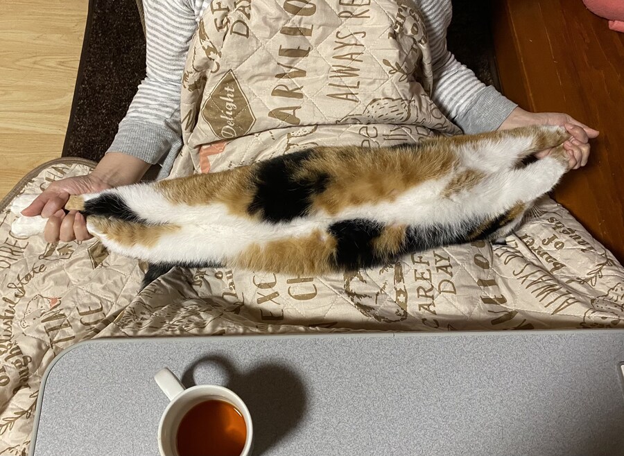 그냥 가기 전에 커엽운 냥이 짤 이나 ..._5.jpg