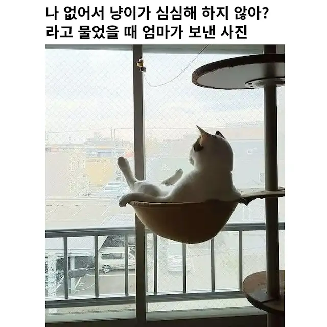???: 고양이가 나 없으니까 심심해 하지 않아?_1.webp