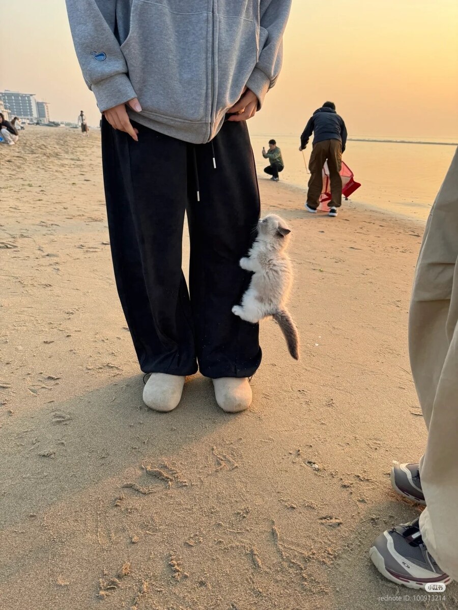 고양이: 모래사장 싫어! ⛱_1.jpg